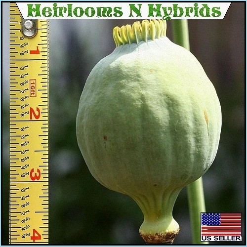 5,000 The Giant Rattler Papavear Somniferum Giganteum Poppy Seeds For Planting