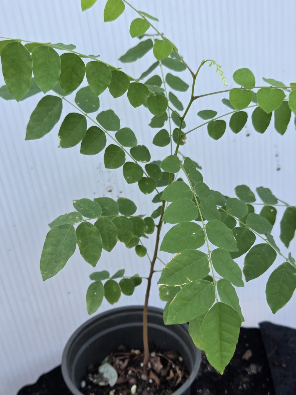 Sweet Seedling Star Fruit Tree – 1 Feet Tall in – No Ship California