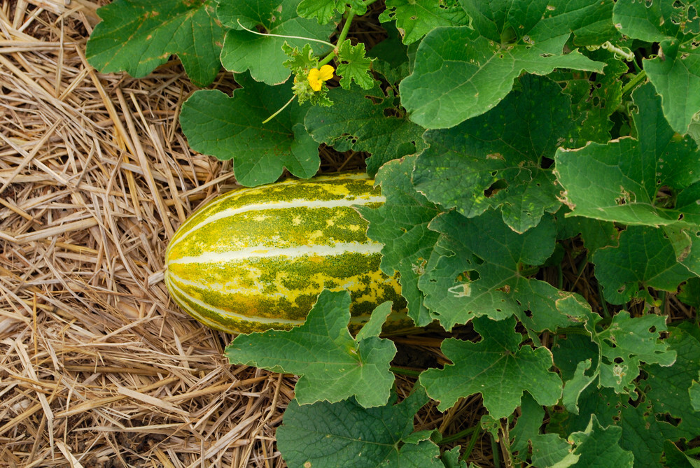 15 + Cassaba Melon Dua Gang Cucumis Melon Summer Fruit Seeds