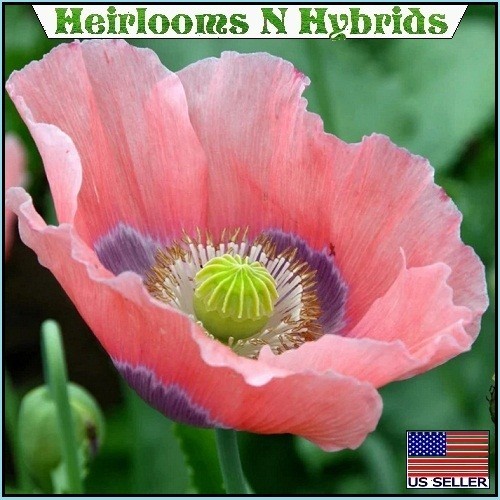 5,000 The Giant Rattler Papavear Somniferum Giganteum Poppy Seeds For Planting