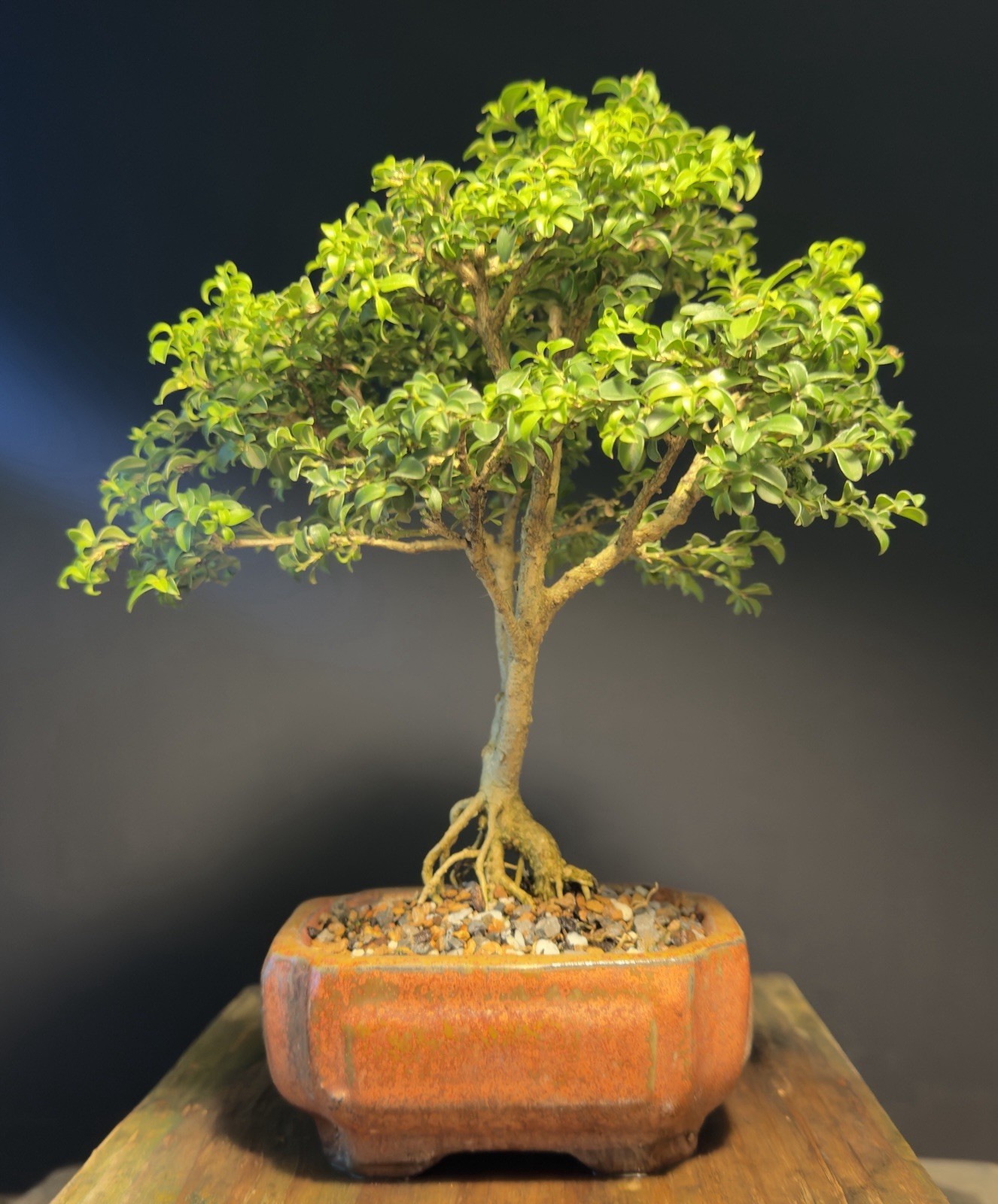 Bonsai Tree Kingsville Boxwood 12 Years Old 9” Tall Chinese Glazed Pot