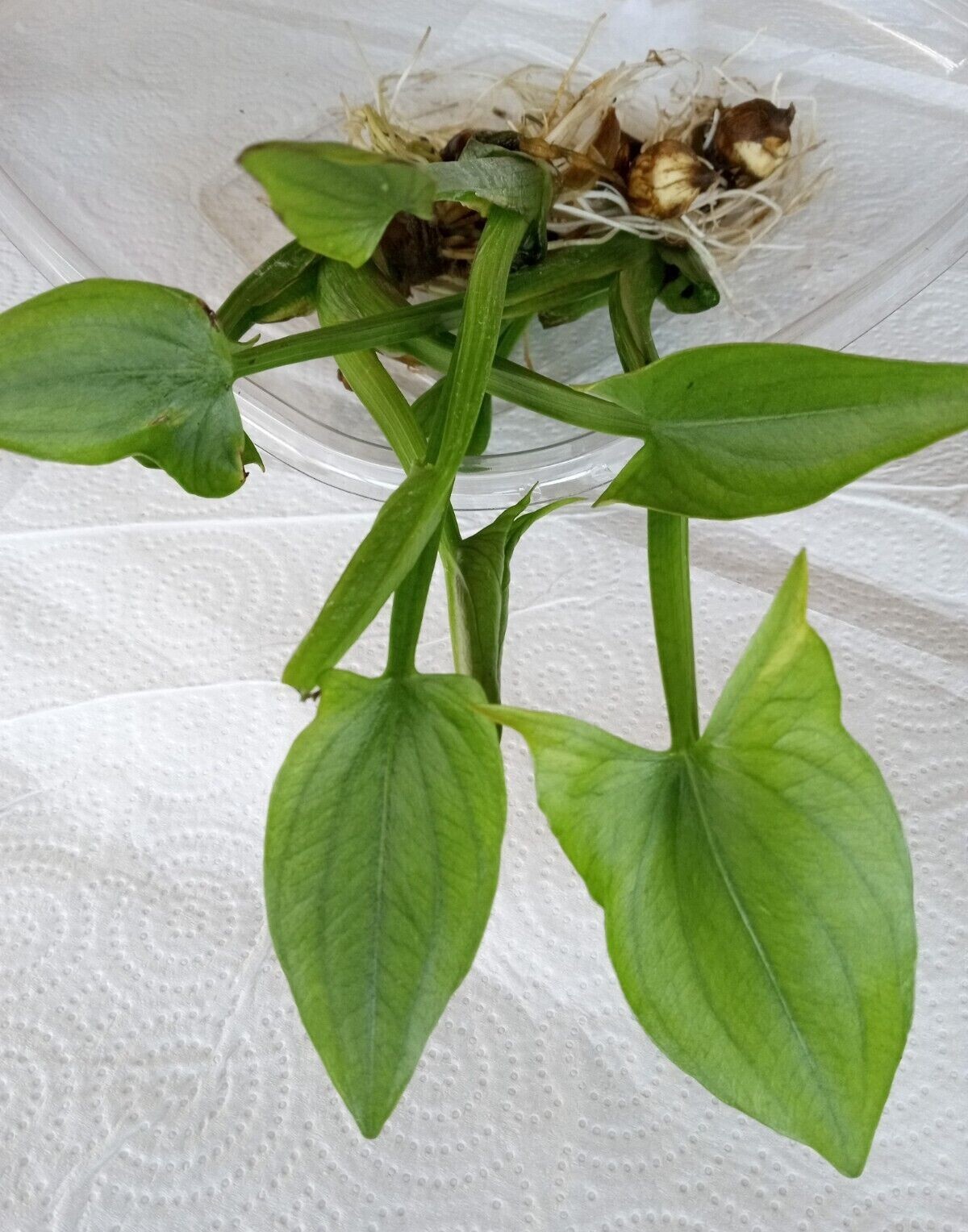 1 Edible Aquatic Broadleaf Arrowhead 茨菇 Sagittaria Latifolia Water Garden Plant