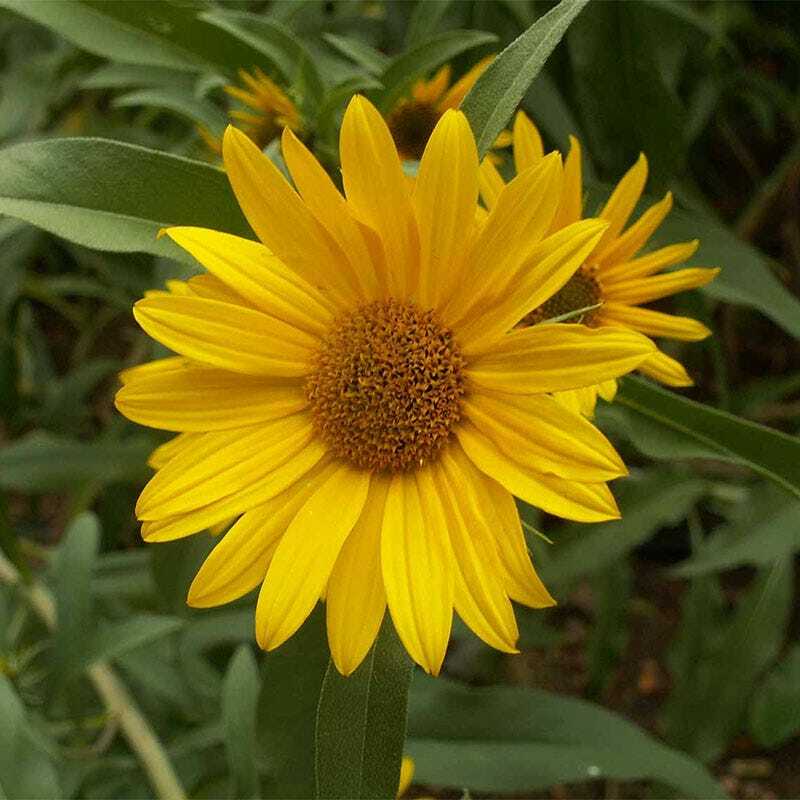 Sunflower MAXIMILIAN Perennial Flowers Butterflies Finches USA Non-GMO 100 Seeds