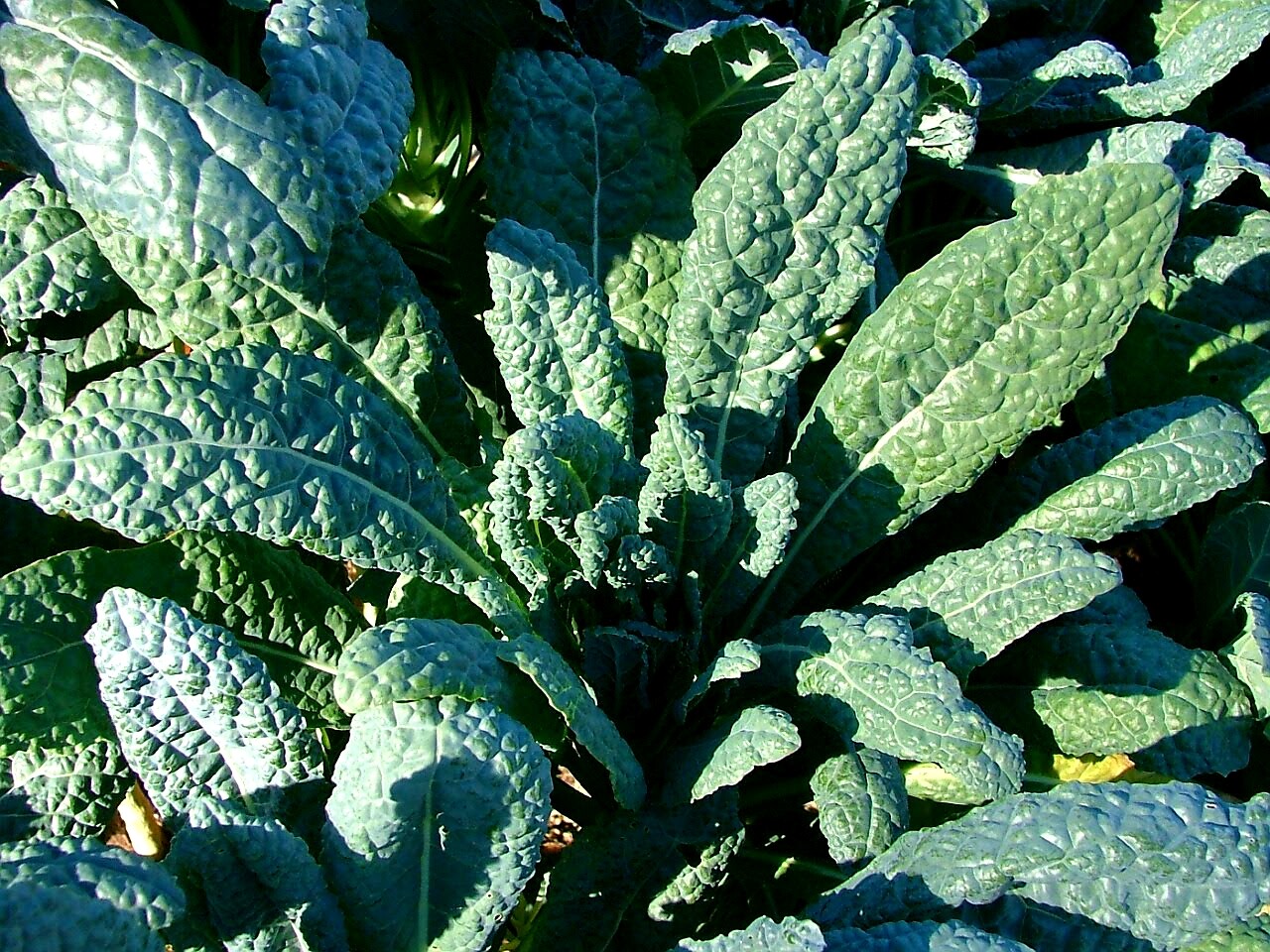 Lacinato Kale Seeds, Italian Dinosaur Kale, NON-GMO, Cruciferous, FREE SHIPPING