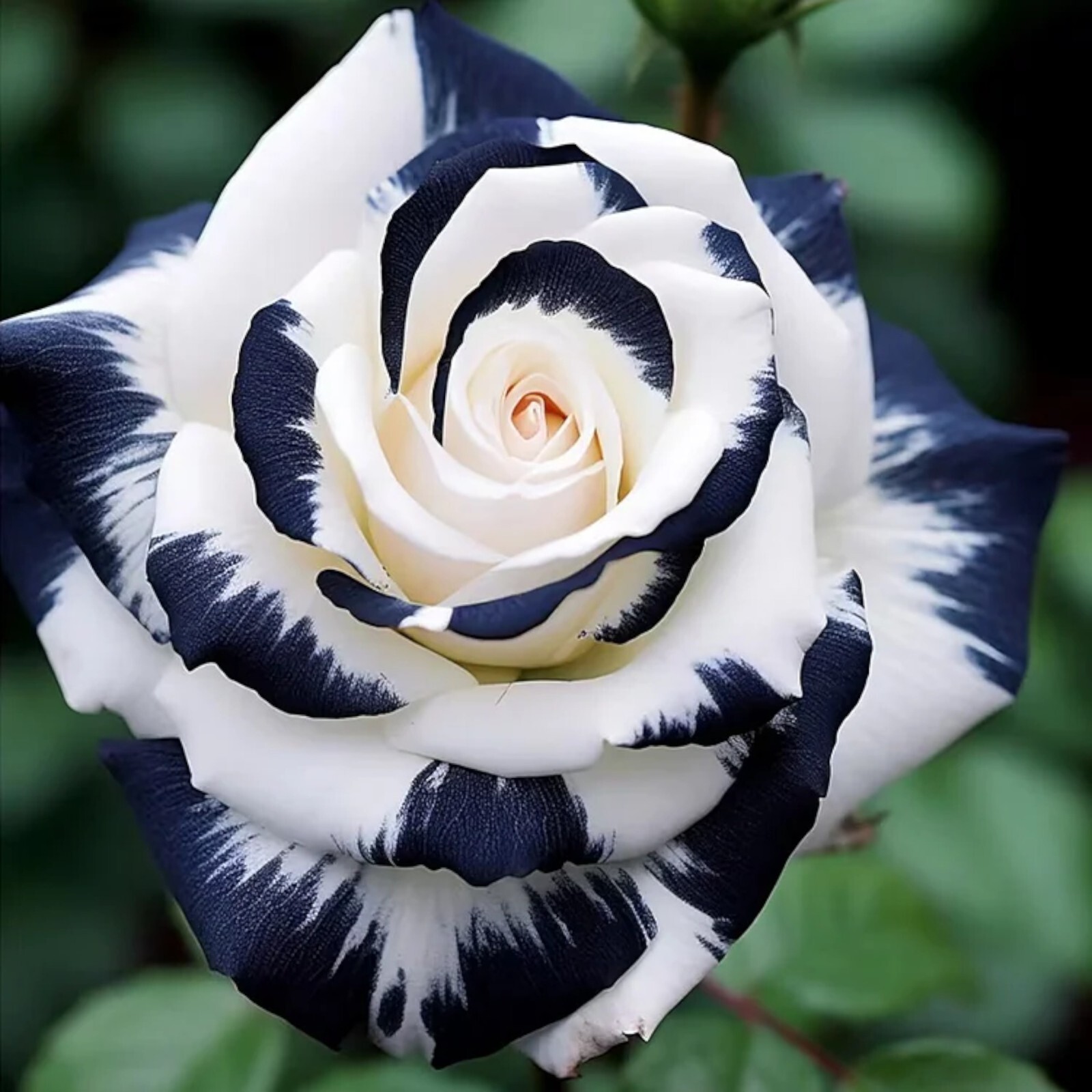 20pcs Rare Black & White Rose Seeds – Non-GMO Heirloom Variety