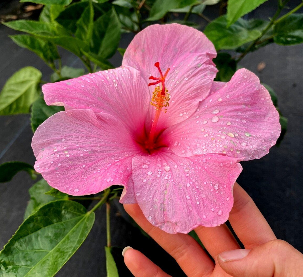 20 Pink Swamp Mallow Rose Seeds “LARGE FLOWER” Hardy Hibiscus Fast Garden Plant