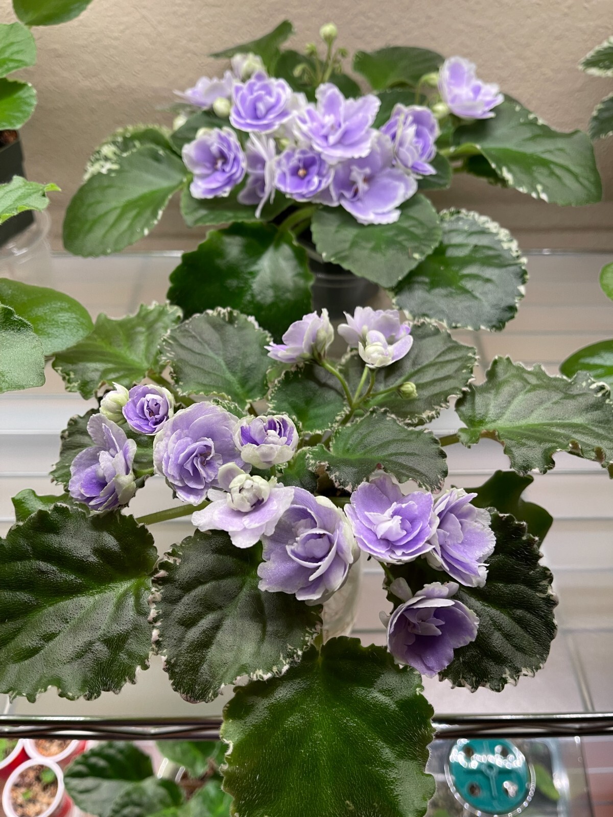 Assorted LEAVES of African Violet Mini/Semi/Standard/Trailers