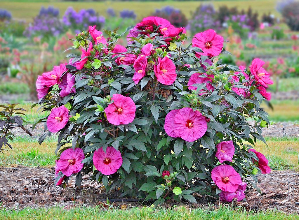 20 Pink Swamp Mallow Rose Seeds “LARGE FLOWER” Hardy Hibiscus Fast Garden Plant