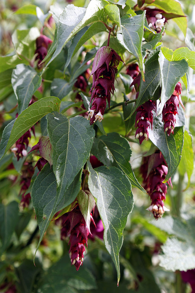 HIMALAYAN HONEYSUCKLE BUSH 200 SEEDS HARDY PERENNIAL mariesgreengarden