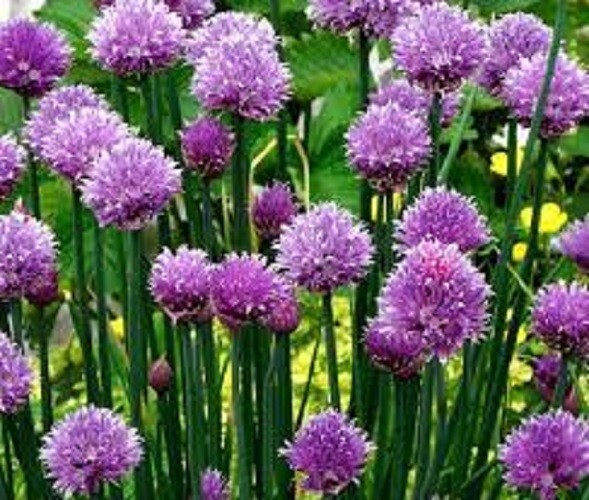 Premium Common Chives – Fresh Organic Heirloom Seeds – Buy any 3, 20% off order!