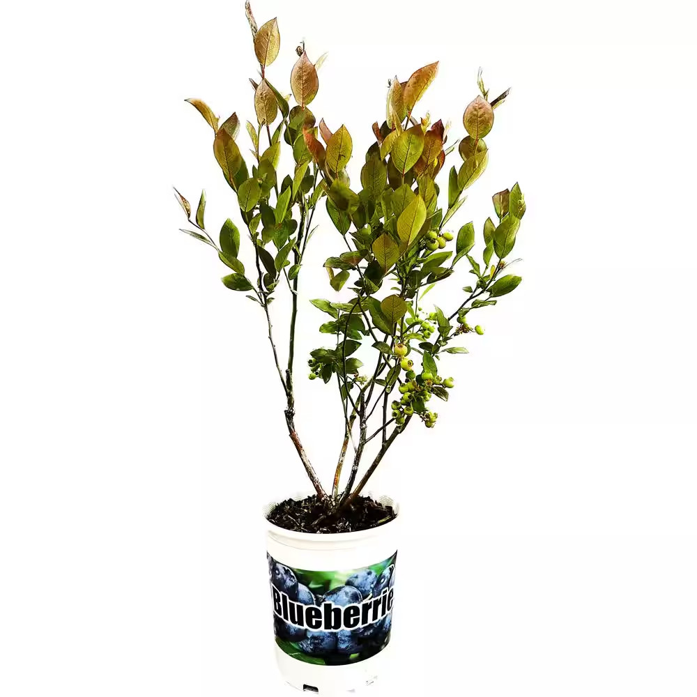 Duke Blueberry Live Plant with Large, Crisp Berries – 2.5 Qt. Container