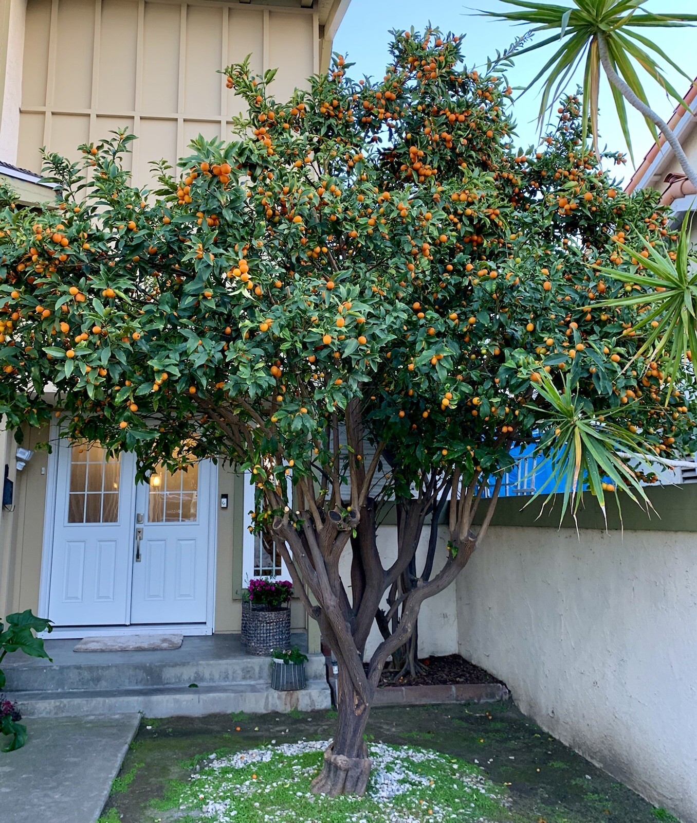 Nagami Kumquat – 15 Seeds 2023 – USA seller