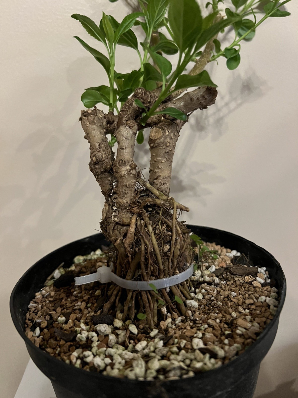 Yellow Forsythia Pre-Bonsai 12” Tall 2”Trunk 7 Years Old Healthy Live Plant