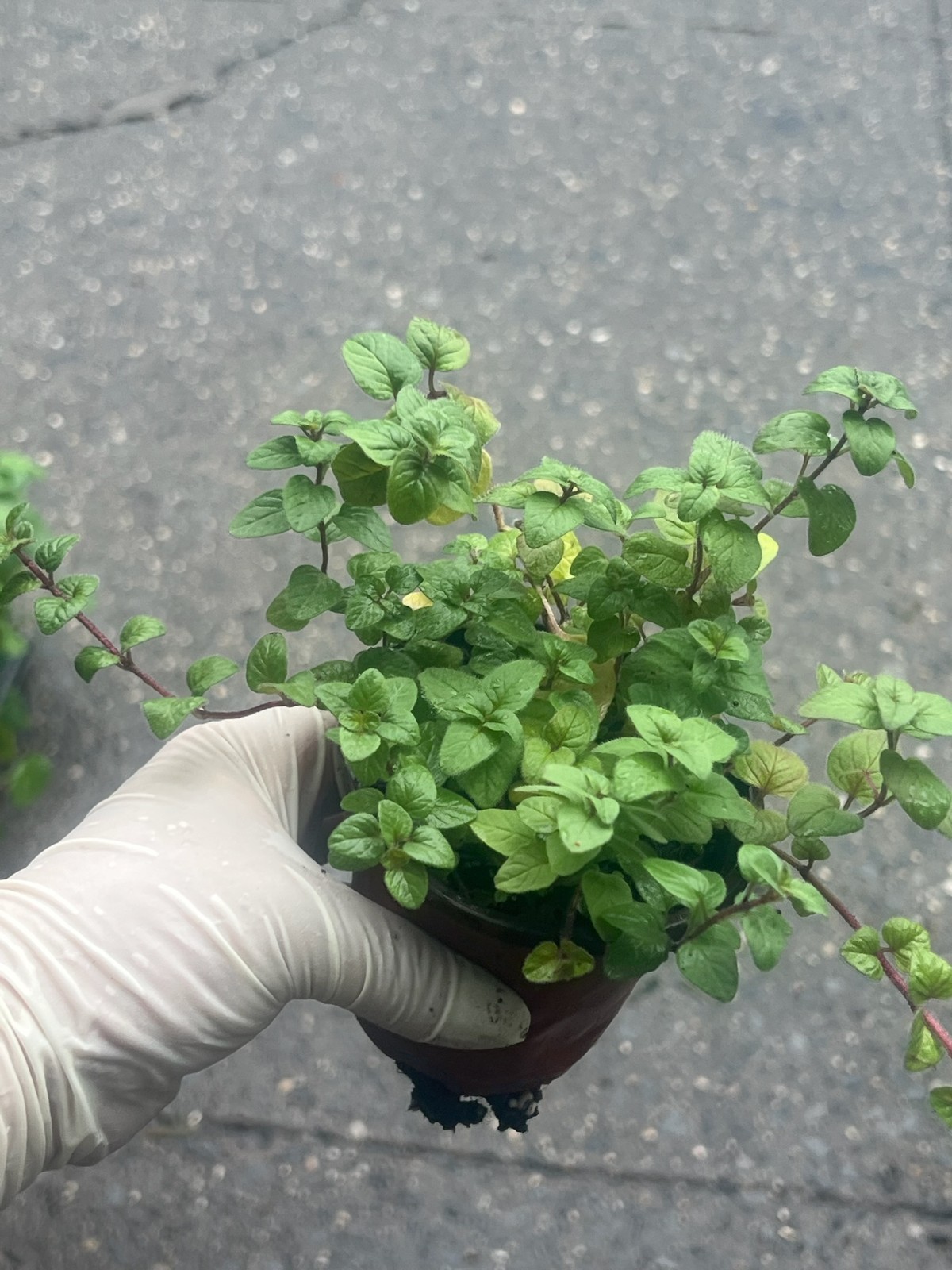 Oregano Live Plant in 4″ Pot