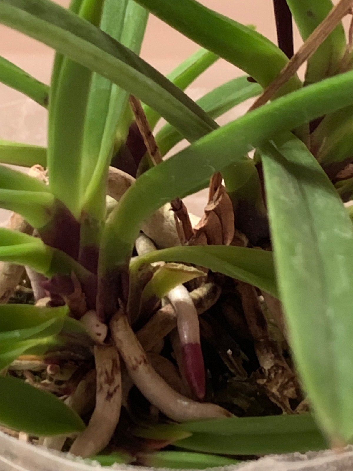 VANDA FALCATA OIRAN MISHOU ORCHID FRAGRANT in FLOWER & in BUD
