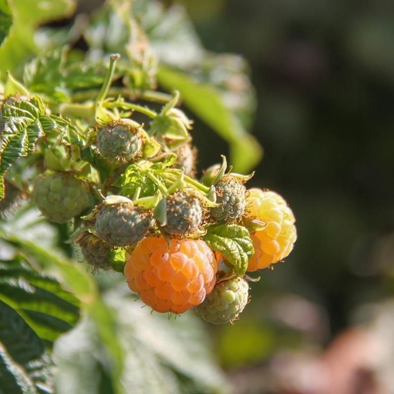 1 Golden Anne Raspberry – Rubus idaeus – Starter Plug