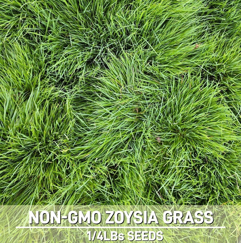 Zoysia Grass Seed Bulk 1/4lbs – Over 10,000 Seeds for a Lush, Dense Healthy Lawn