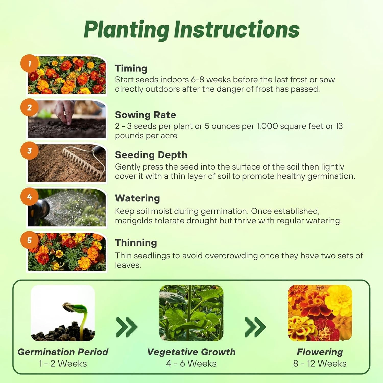 1 LB Marigold Seeds For Planting – Tagetes Patula Flower Seed Mix