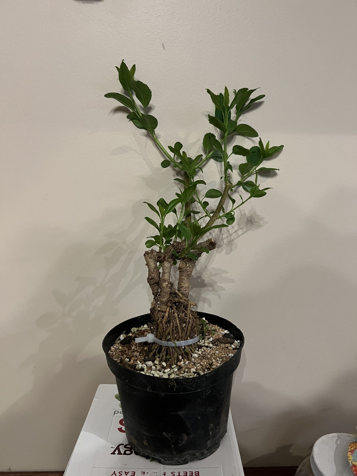 Yellow Forsythia Pre-Bonsai 12” Tall 2”Trunk 7 Years Old Healthy Live Plant