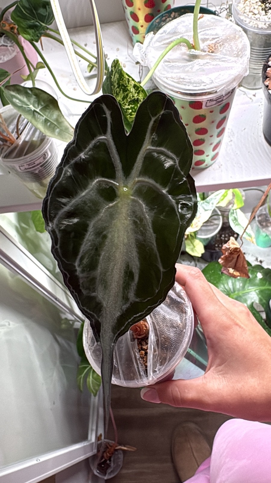 alocasia venom whole plant