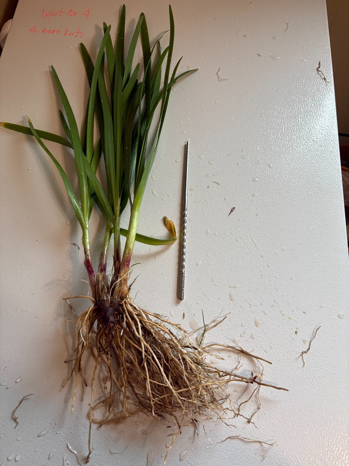 Organic Non-GMO Garlic Chives 1lb with roots, 1磅带根韭菜 耐寒多年生草本植物 有机 非转基因.