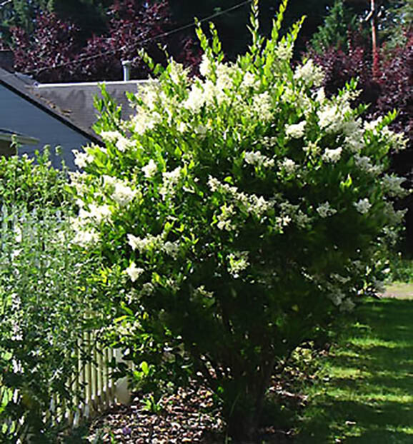 Privet Shrub, Ligustrum vulgare Seeds