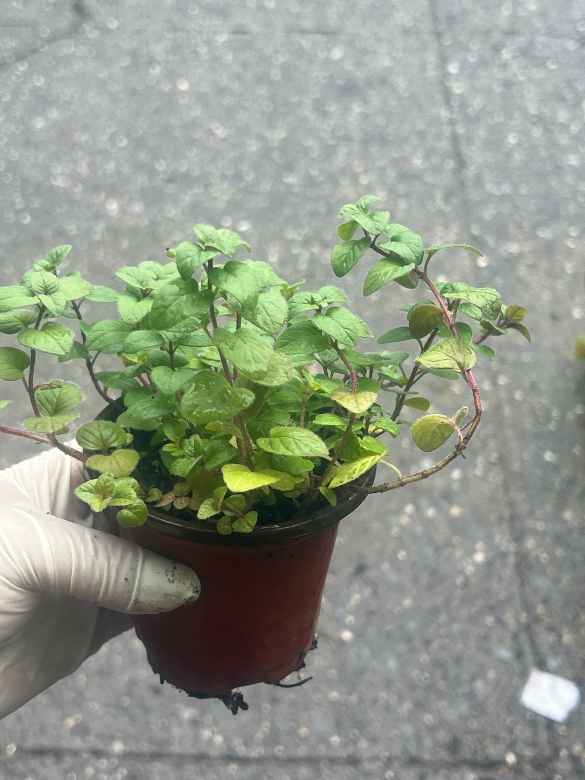 Oregano Live Plant in 4″ Pot