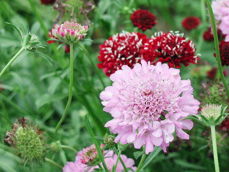 KNAUTIA, PINCUSHION FLOWERS, 118 SEEDS, MIXED, RED, PINK, LAVENDER, *EZ TO GROW*