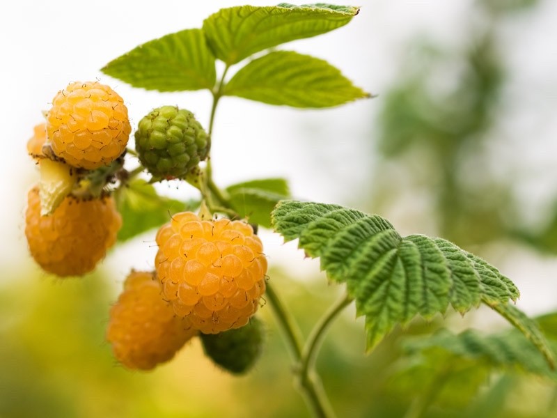 1 Golden Anne Raspberry – Rubus idaeus – Starter Plug