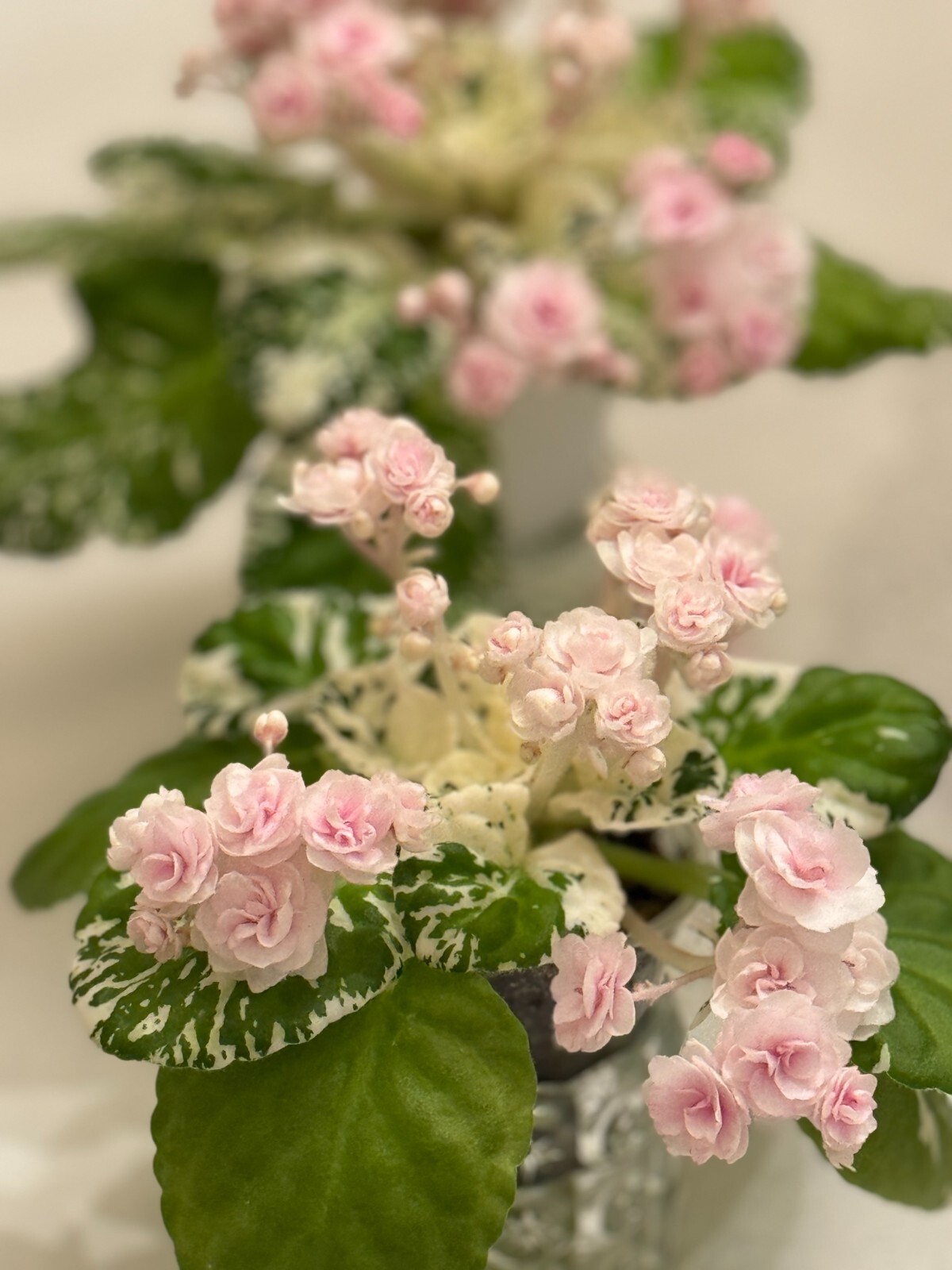 Assorted LEAVES of African Violet Mini/Semi/Standard/Trailers
