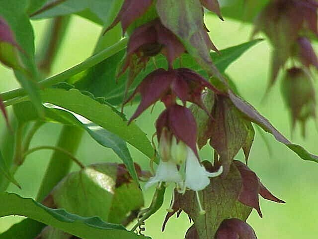 HIMALAYAN HONEYSUCKLE BUSH 200 SEEDS HARDY PERENNIAL mariesgreengarden