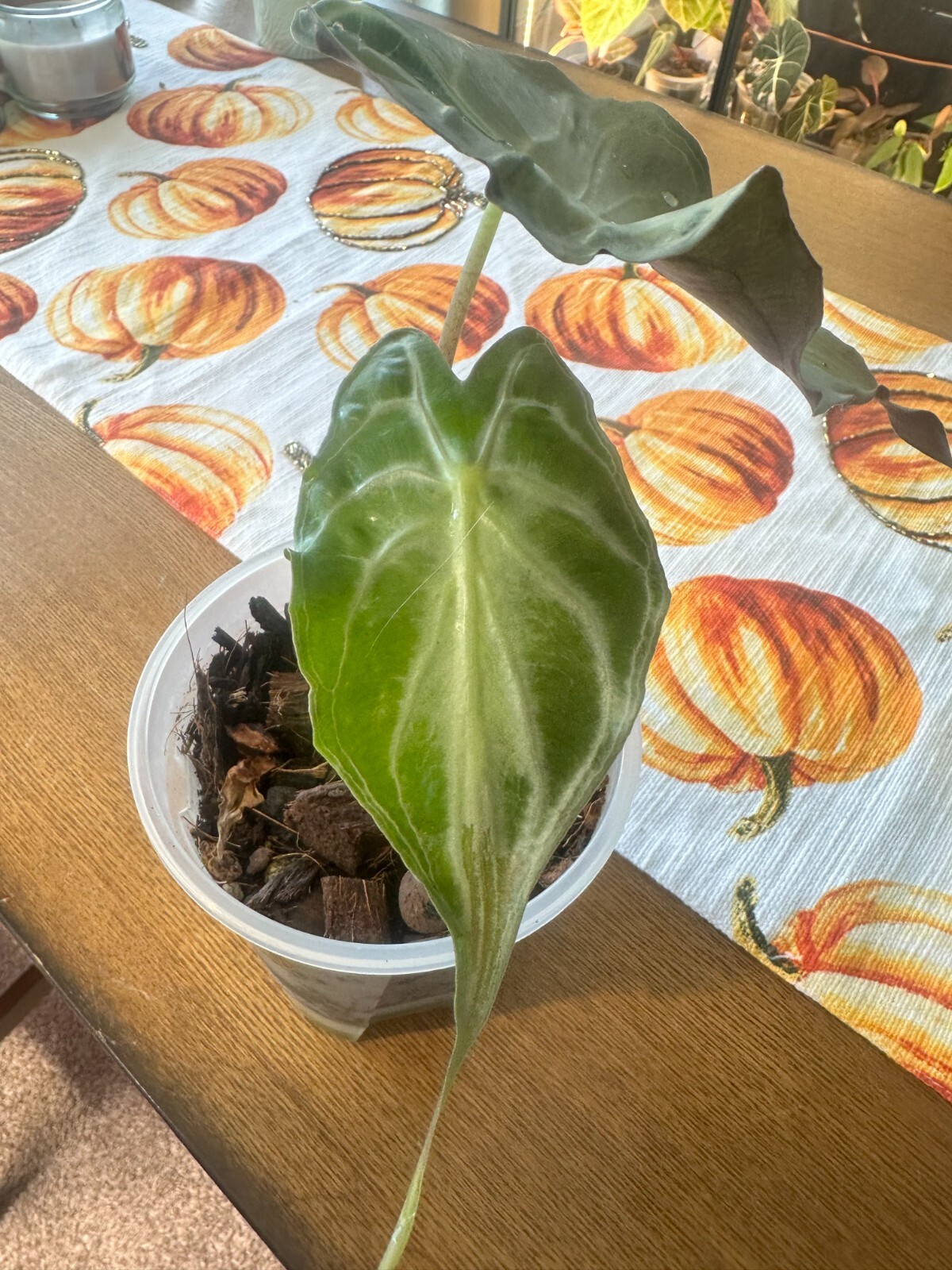 Mature Alocasia Venom 2 Leaves Corm Grown