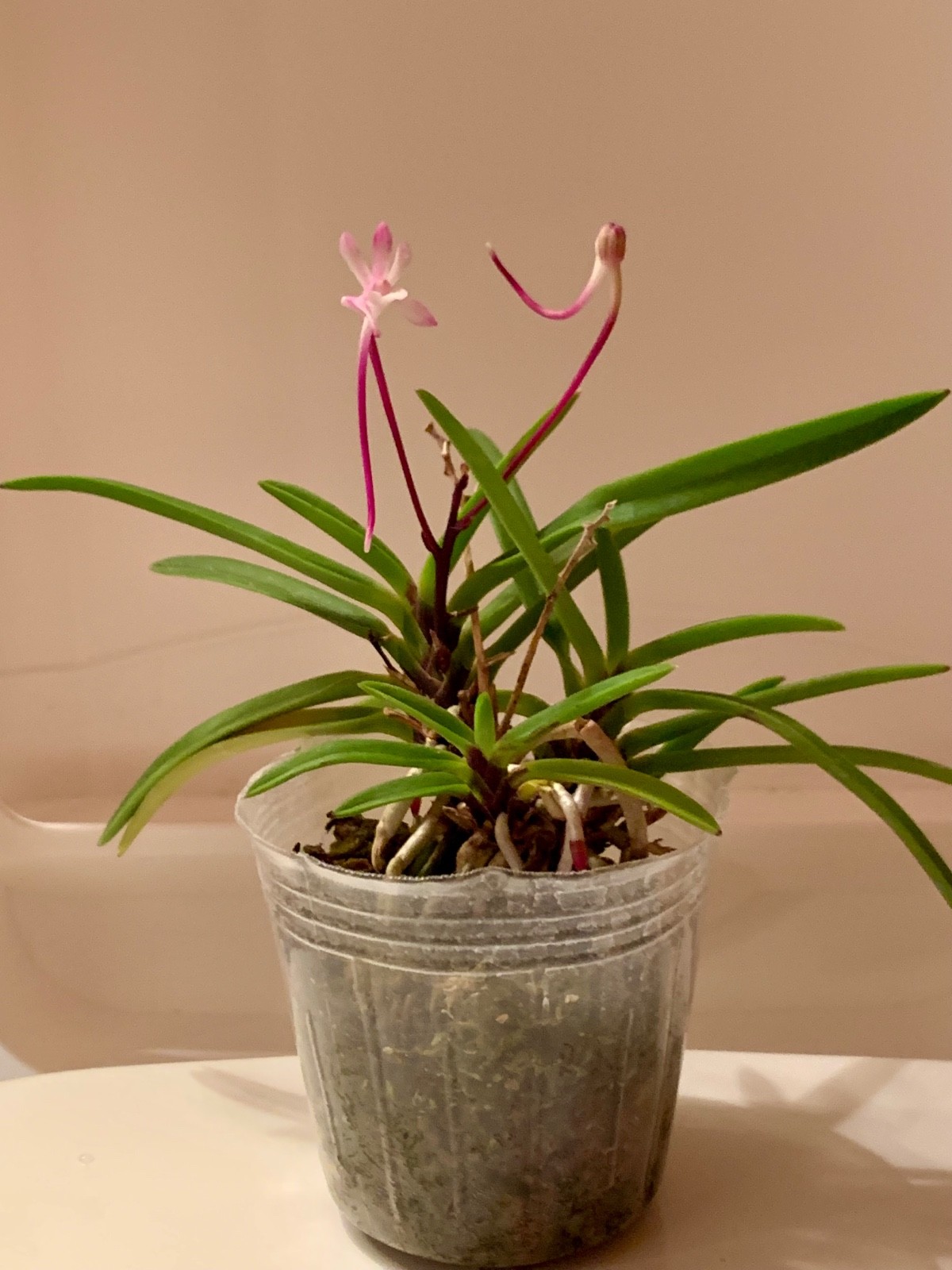 VANDA FALCATA OIRAN MISHOU ORCHID FRAGRANT in FLOWER & in BUD