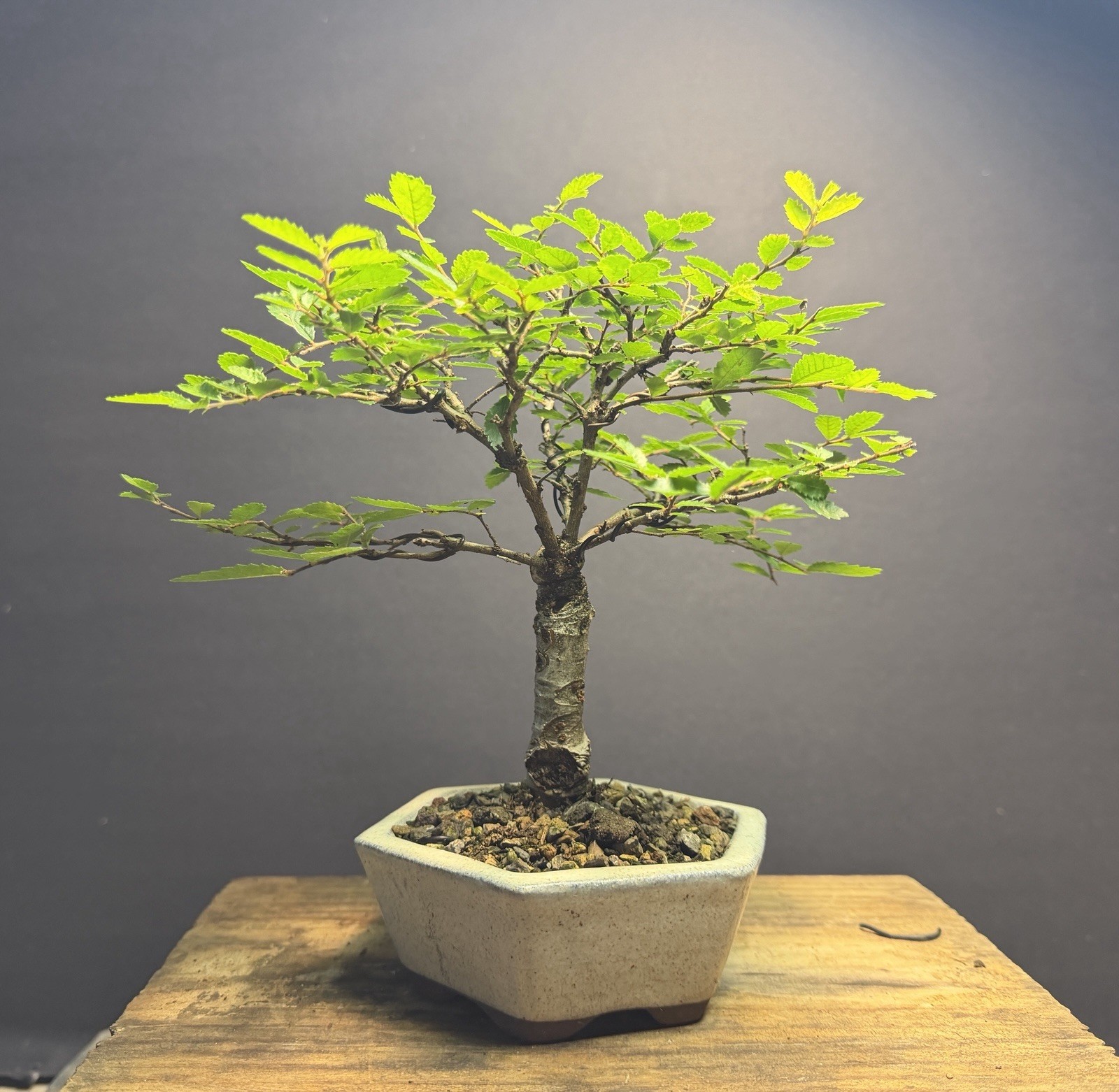 Bonsai Broom Style Mame Chinese Elm 8.5” tall Japanese Hexagon Glazed Pot
