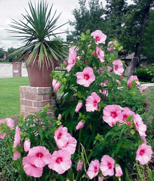 20 Pink Swamp Mallow Rose Seeds “LARGE FLOWER” Hardy Hibiscus Fast Garden Plant
