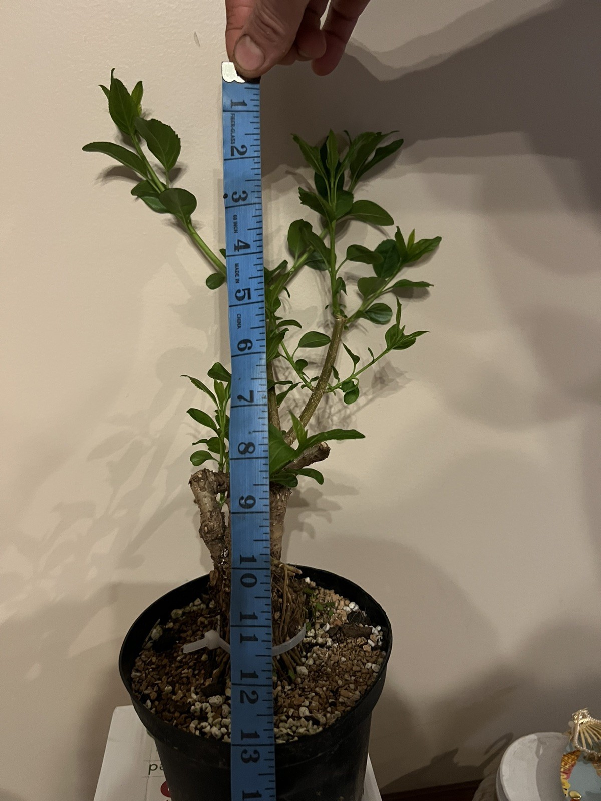 Yellow Forsythia Pre-Bonsai 12” Tall 2”Trunk 7 Years Old Healthy Live Plant