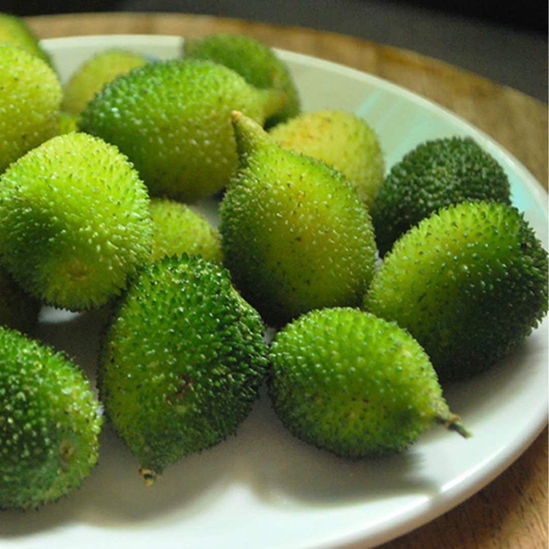 Fresh Kantola | 10 Seeds | Spiny Gourd | Kakrol | Heirloom Non-GMO | Asian Seeds