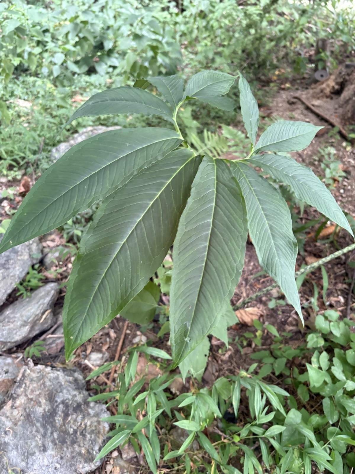 Saroumatum Venousum Indian Giant Form (ships potted) ~3-6 Inch Corms