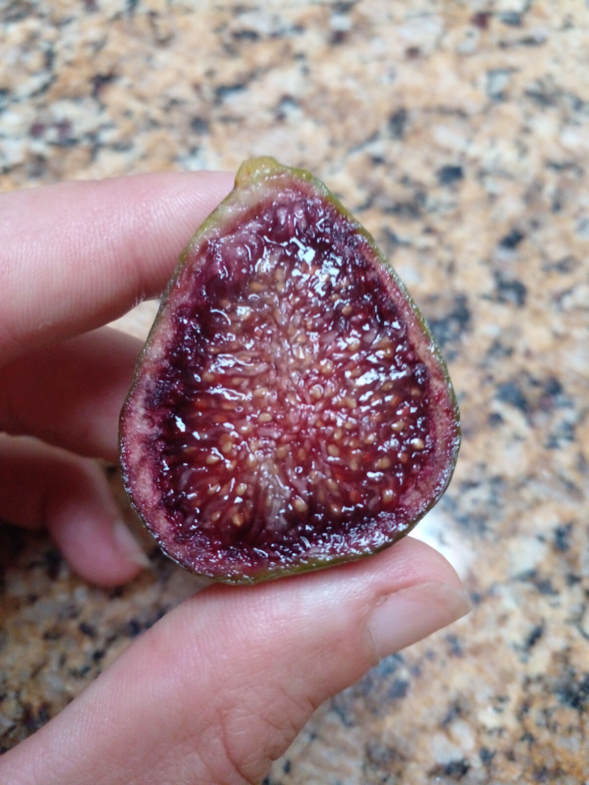 Pote Tresa Fig Tree – 2 Cuttings – Delicious Swiss Fig with Beautiful Coloring