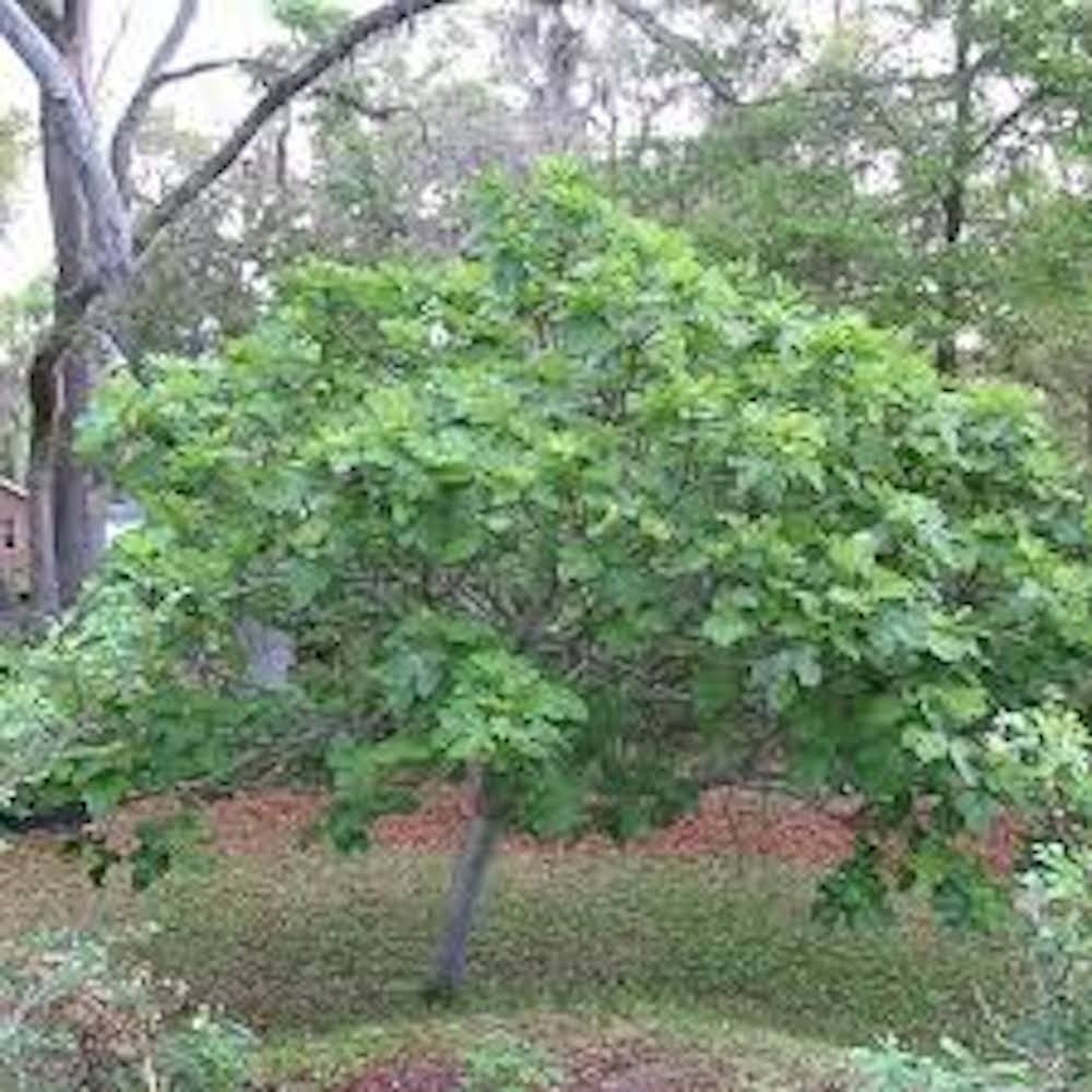 1 Brown Turkey Fig Tree Starter Plug ( ficus carica ‘ Brown Turkey’) Bare Root