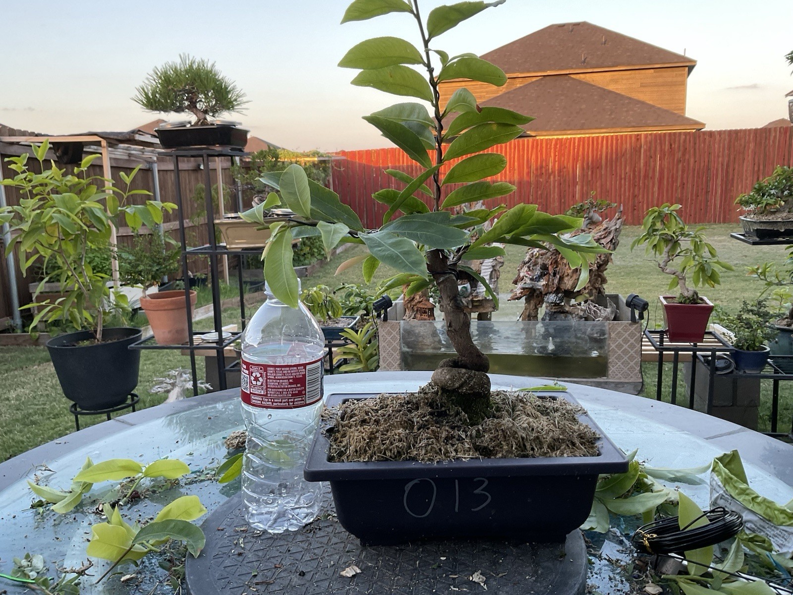 Live Yellow Apricot Tree , Ochoa Integerrima (Mai vang)