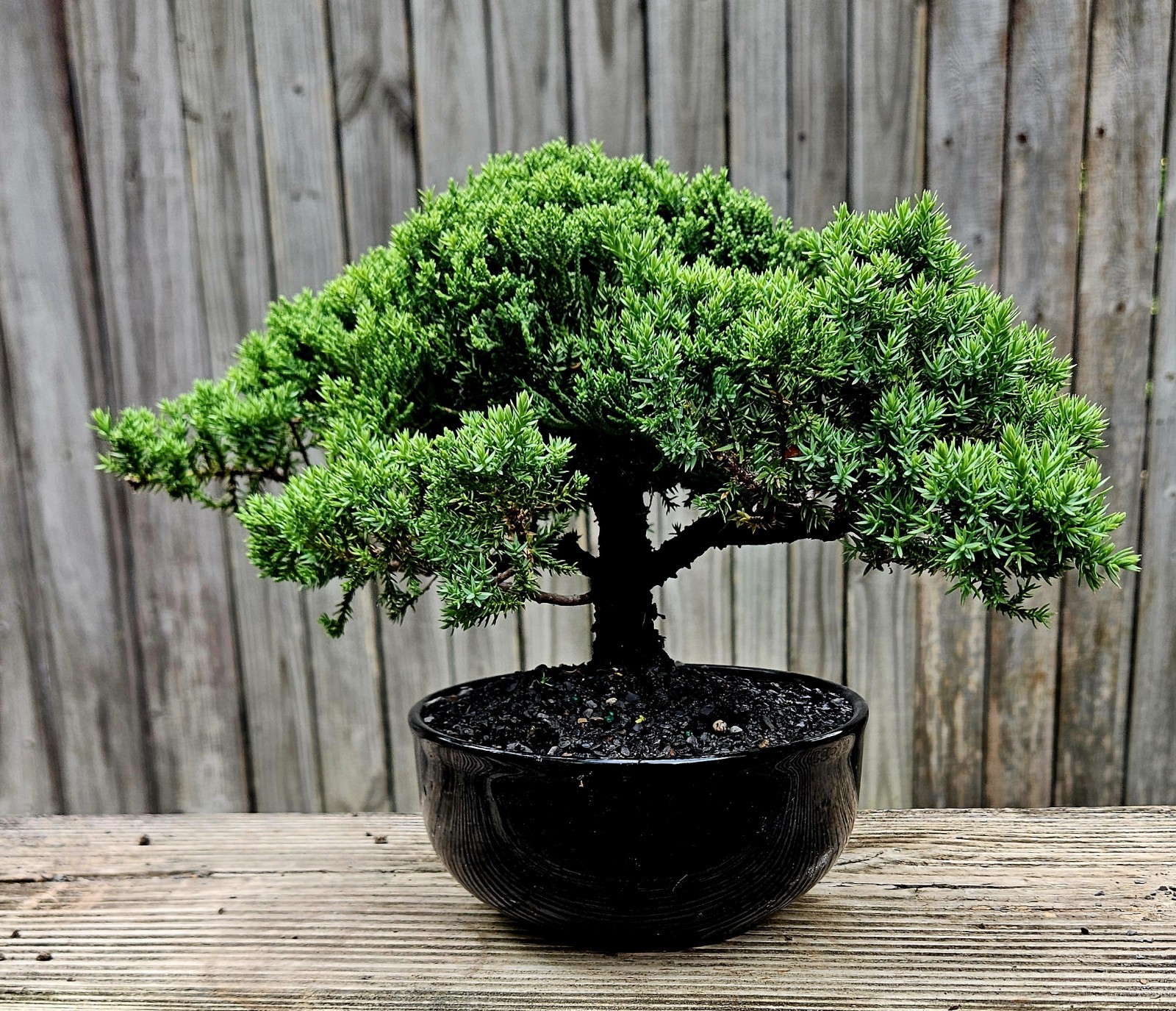 Japanes Juniper Bonsai In 6 Inch Ceramic Pot. 12 Year Old Beauty.