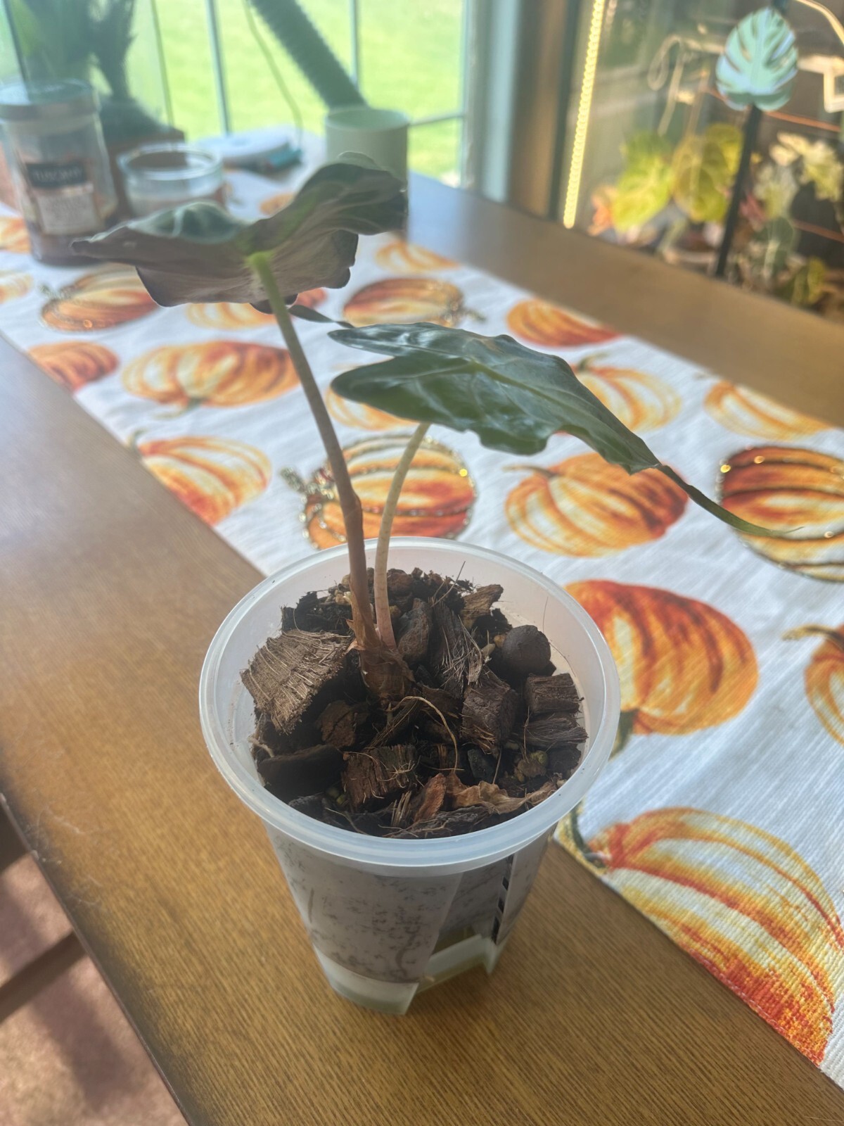 Mature Alocasia Venom 2 Leaves Corm Grown