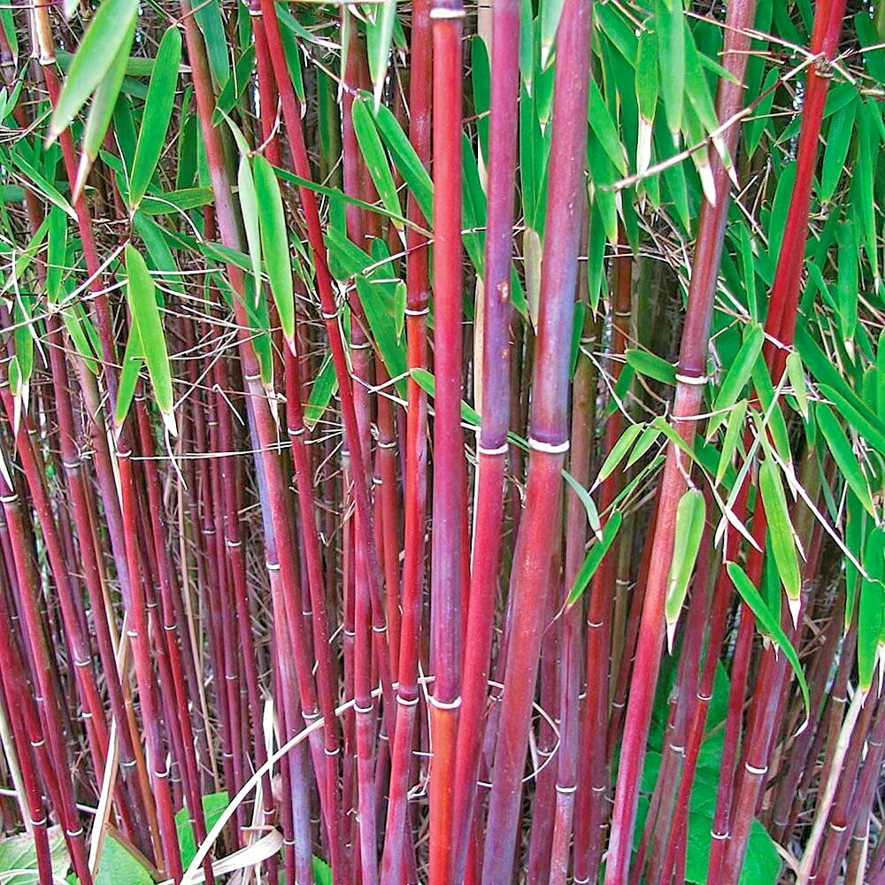 10 RED DRAGON CLUMPING BAMBOO SEEEDS