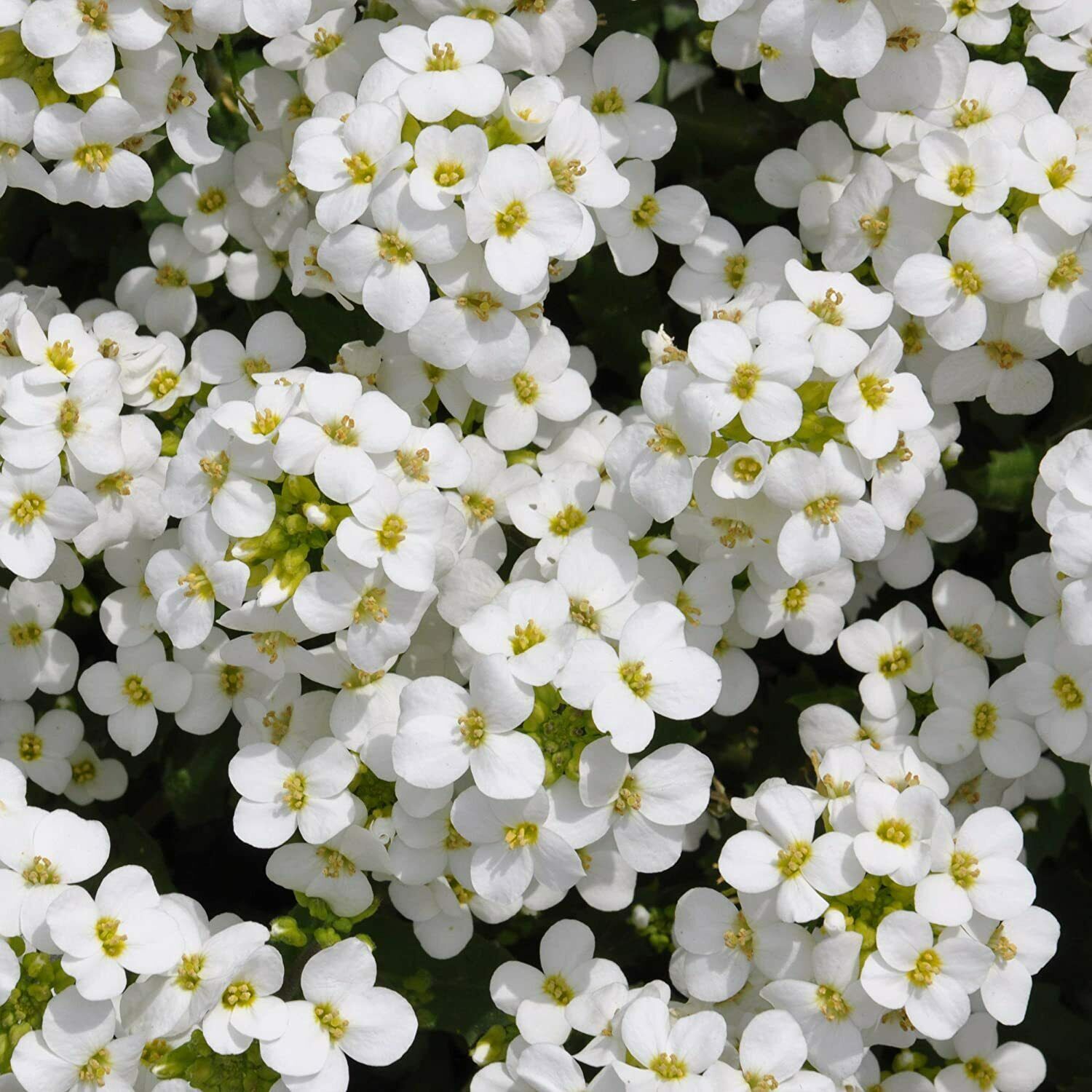 Groundcover ROCK CRESS MIXED COLORS Perennial Purple & White Non-GMO 1000 Seeds