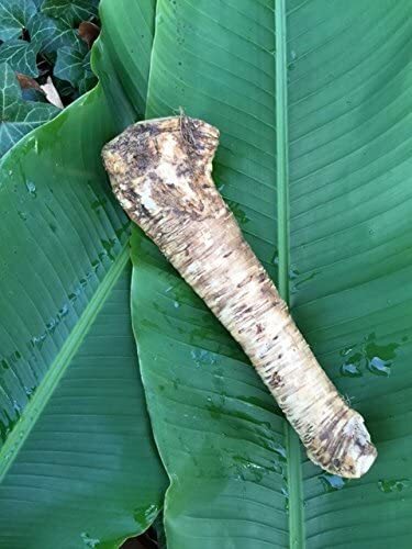 Horseradish Root, Sauget, 2 ounce (Sold by Weight). -Country Creek LLC-