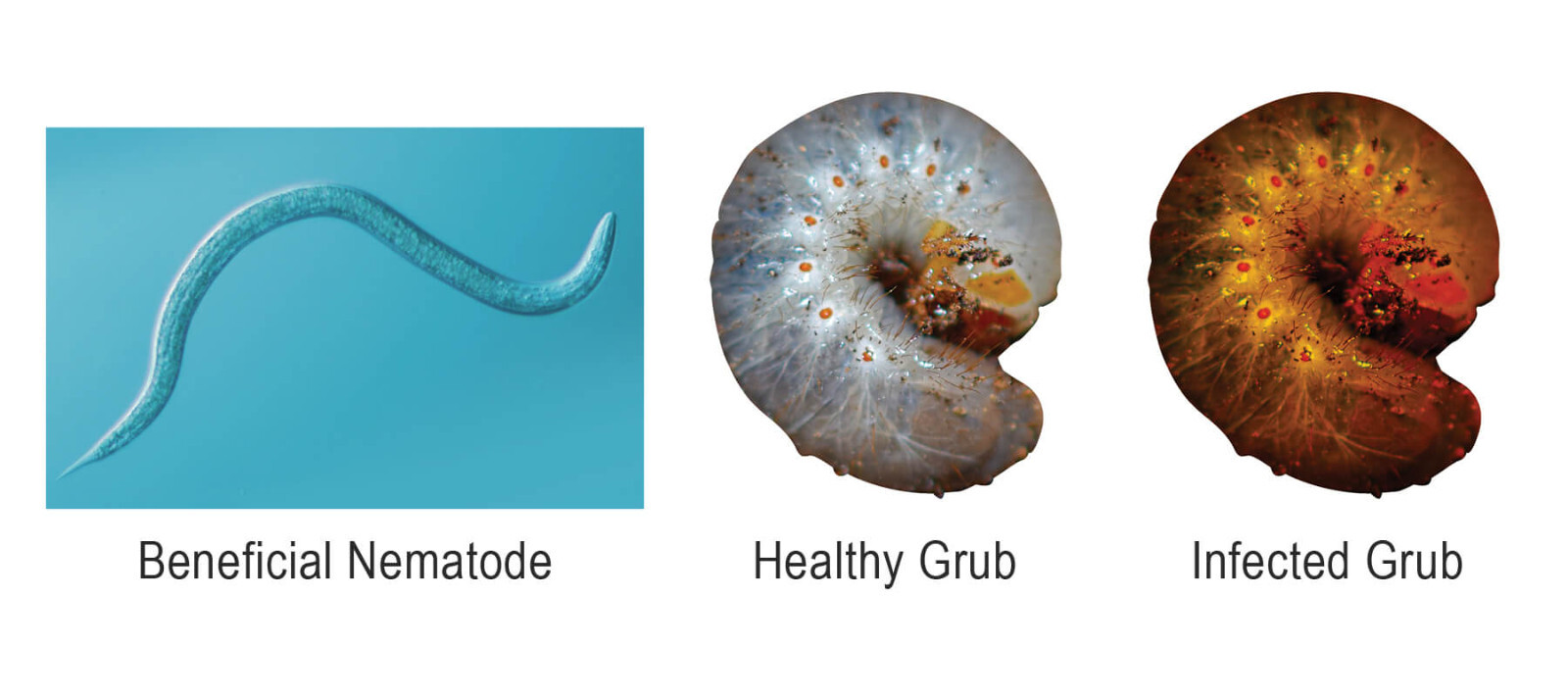 50 Million Beneficial Nematodes SC – Targets Fleas, Flies, Moths & More