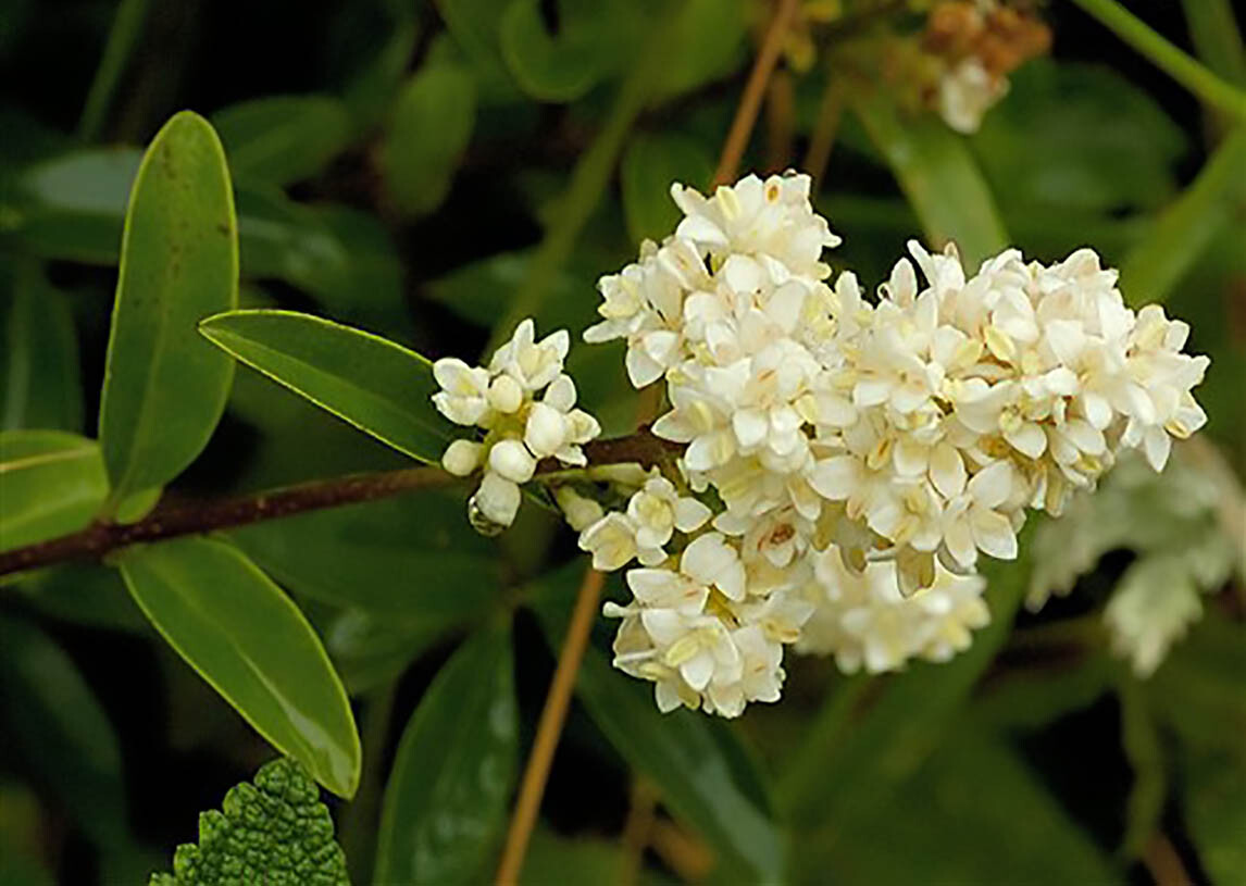 Privet Shrub, Ligustrum vulgare Seeds