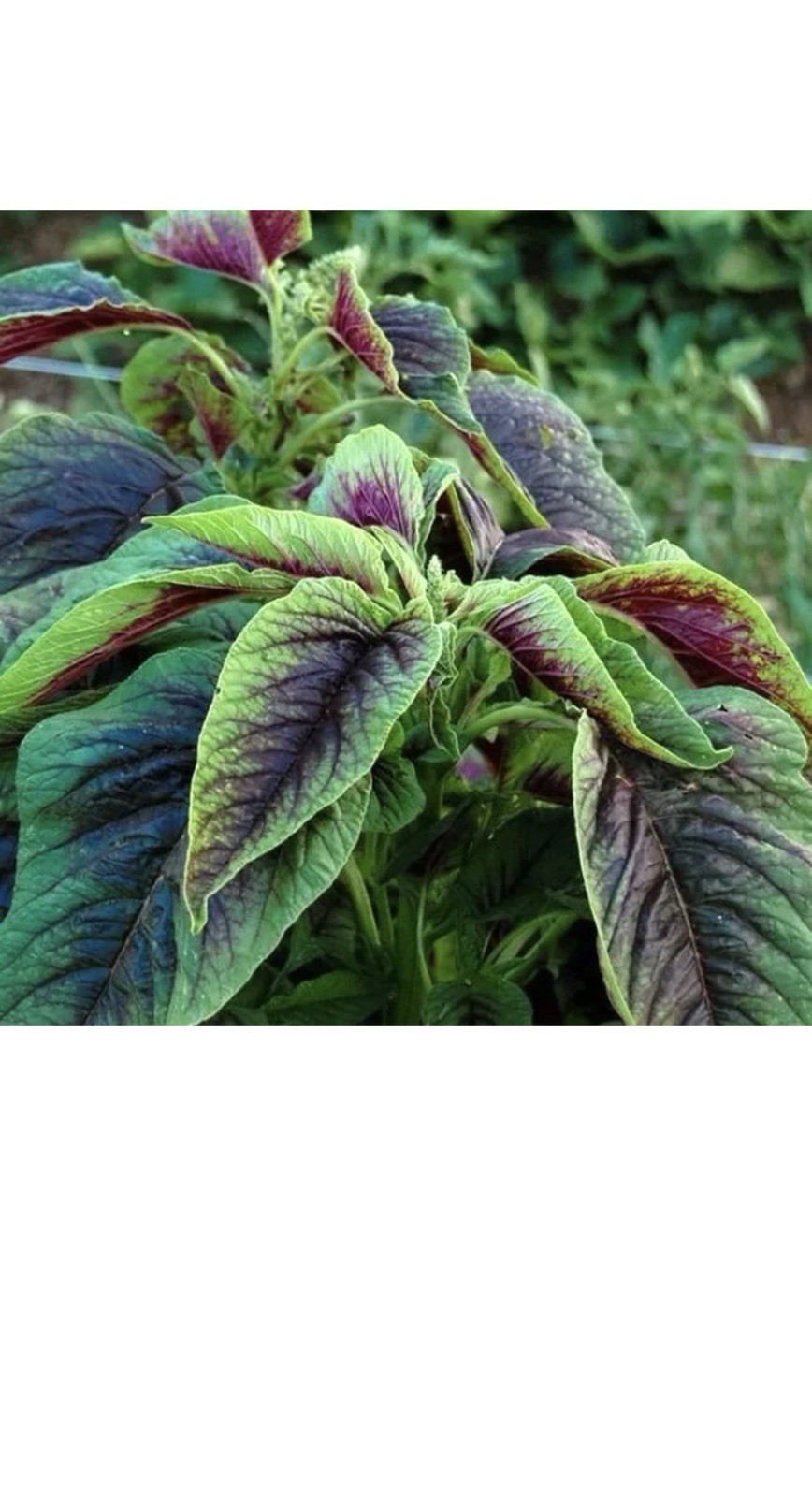 500PCS Red Green Amaranth Spinach Seeds Amaranthus Tricolor Asian Vegetable…
