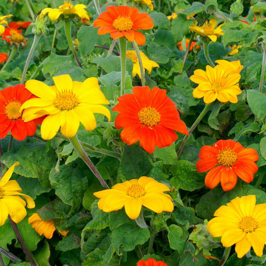 Sunflower, MEXICAN TORCH Mix Orange &Yellow Pollinators Bees Non-GMO 50 Seeds!